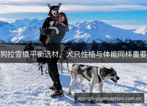 狗拉雪橇平衡选材，犬只性格与体能同样重要